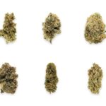 The top 30 greatest cannabis strains of all time